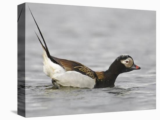 Long-Tailed Duck (Clangula Hyemalis) Male Leaning Forward in Water, Iceland-Markus Varesvuo-Stretched Canvas