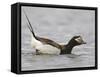 Long-Tailed Duck (Clangula Hyemalis) Male Leaning Forward in Water, Iceland-Markus Varesvuo-Framed Stretched Canvas