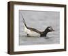 Long-Tailed Duck (Clangula Hyemalis) Male Leaning Forward in Water, Iceland-Markus Varesvuo-Framed Premium Photographic Print