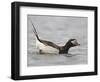 Long-Tailed Duck (Clangula Hyemalis) Male Leaning Forward in Water, Iceland-Markus Varesvuo-Framed Premium Photographic Print