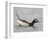 Long-Tailed Duck (Clangula Hyemalis) Male Leaning Forward in Water, Iceland-Markus Varesvuo-Framed Premium Photographic Print