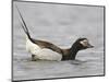 Long-Tailed Duck (Clangula Hyemalis) Male Leaning Forward in Water, Iceland-Markus Varesvuo-Mounted Premium Photographic Print