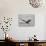 Long-Tailed Duck (Clangula Hyemalis) Male Leaning Forward in Water, Iceland-Markus Varesvuo-Photographic Print displayed on a wall