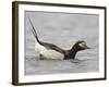 Long-Tailed Duck (Clangula Hyemalis) Male Leaning Forward in Water, Iceland-Markus Varesvuo-Framed Photographic Print