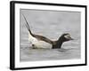 Long-Tailed Duck (Clangula Hyemalis) Male Leaning Forward in Water, Iceland-Markus Varesvuo-Framed Photographic Print