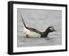 Long-Tailed Duck (Clangula Hyemalis) Male Leaning Forward in Water, Iceland-Markus Varesvuo-Framed Photographic Print