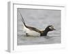 Long-Tailed Duck (Clangula Hyemalis) Male Leaning Forward in Water, Iceland-Markus Varesvuo-Framed Photographic Print