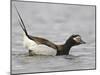 Long-Tailed Duck (Clangula Hyemalis) Male Leaning Forward in Water, Iceland-Markus Varesvuo-Mounted Photographic Print