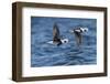 Long-tailed duck (Clangula hyemalis), males in flight, Finland, April-Jussi Murtosaari-Framed Photographic Print