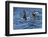 Long-tailed duck (Clangula hyemalis), males in flight, Finland, April-Jussi Murtosaari-Framed Photographic Print