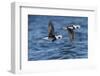 Long-tailed duck (Clangula hyemalis), males in flight, Finland, April-Jussi Murtosaari-Framed Photographic Print