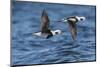 Long-tailed duck (Clangula hyemalis), males in flight, Finland, April-Jussi Murtosaari-Mounted Photographic Print