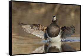 Long-tailed Duck drying its wings-Ken Archer-Framed Stretched Canvas