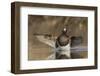 Long-tailed Duck drying its wings-Ken Archer-Framed Photographic Print