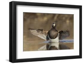 Long-tailed Duck drying its wings-Ken Archer-Framed Photographic Print