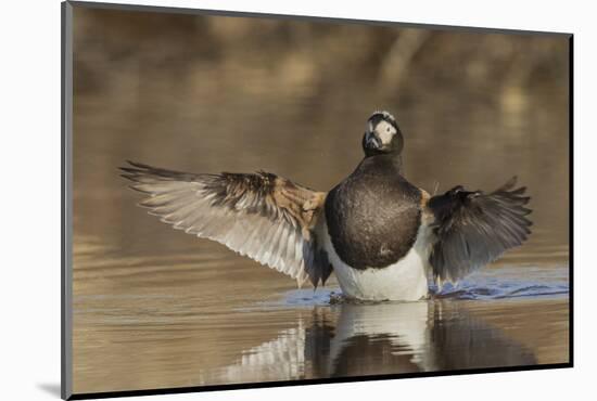 Long-tailed Duck drying its wings-Ken Archer-Mounted Photographic Print