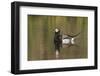 Long-Tailed Duck, Oldsquaw-Ken Archer-Framed Photographic Print