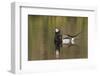 Long-Tailed Duck, Oldsquaw-Ken Archer-Framed Photographic Print