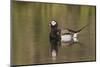 Long-Tailed Duck, Oldsquaw-Ken Archer-Mounted Photographic Print