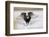 Long Tailed Duck-Ken Archer-Framed Photographic Print