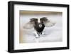 Long Tailed Duck-Ken Archer-Framed Photographic Print