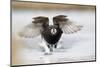 Long Tailed Duck-Ken Archer-Mounted Photographic Print
