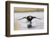 Long Tailed Duck-Ken Archer-Framed Photographic Print