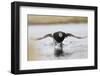 Long Tailed Duck-Ken Archer-Framed Photographic Print