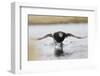 Long Tailed Duck-Ken Archer-Framed Photographic Print