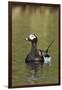 Long-tailed Duck-Ken Archer-Framed Photographic Print