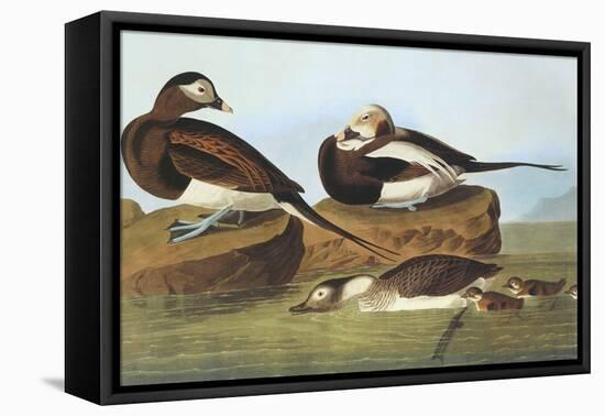 Long-Tailed Duck-John James Audubon-Framed Stretched Canvas