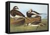 Long-Tailed Duck-John James Audubon-Framed Stretched Canvas