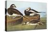 Long-Tailed Duck-John James Audubon-Stretched Canvas