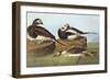 Long-Tailed Duck-John James Audubon-Framed Art Print