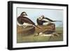 Long-Tailed Duck-John James Audubon-Framed Art Print