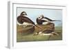 Long-Tailed Duck-John James Audubon-Framed Art Print