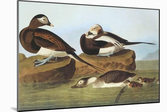 Long-Tailed Duck-John James Audubon-Mounted Art Print