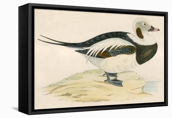 Long Tailed Duck-Beverley R. Morris-Framed Stretched Canvas