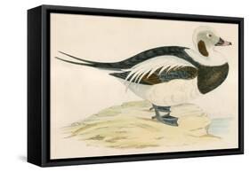 Long Tailed Duck-Beverley R. Morris-Framed Stretched Canvas