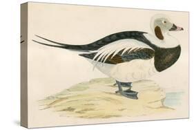 Long Tailed Duck-Beverley R. Morris-Stretched Canvas