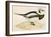 Long Tailed Duck-Beverley R. Morris-Framed Premium Giclee Print