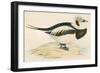 Long Tailed Duck-Beverley R. Morris-Framed Premium Giclee Print