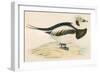 Long Tailed Duck-Beverley R. Morris-Framed Premium Giclee Print