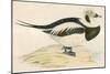 Long Tailed Duck-Beverley R. Morris-Mounted Giclee Print
