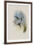 Long-Tailed Emerald, Chlorostilbon Auriceps-John Gould-Framed Giclee Print