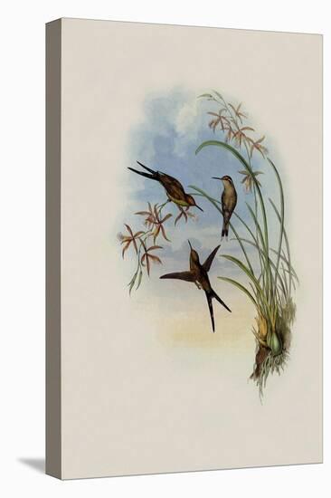 Long-Tailed Emerald, Chlorostilbon Auriceps-John Gould-Stretched Canvas