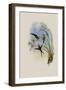 Long-Tailed Emerald, Chlorostilbon Auriceps-John Gould-Framed Giclee Print