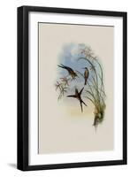 Long-Tailed Emerald, Chlorostilbon Auriceps-John Gould-Framed Giclee Print