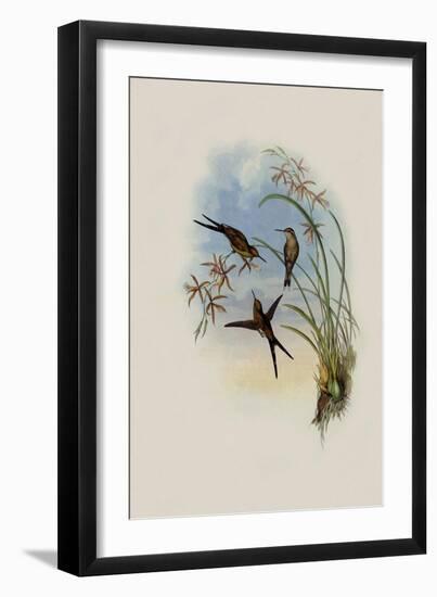 Long-Tailed Emerald, Chlorostilbon Auriceps-John Gould-Framed Giclee Print