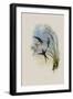 Long-Tailed Emerald, Chlorostilbon Auriceps-John Gould-Framed Giclee Print